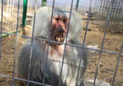 صور: أول حديقة حيوانات في غزة تواجه خطر الفقدان