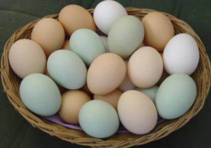 البيض يحد من أعراض الاكتئاب