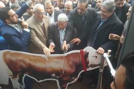 افتتاح مدينة اللحوم بغزة تضم أكبر معرض لبيع اللحوم الطازجة والمجمدة بفلسطين