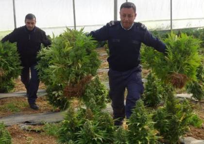الشرطة تضبط 5 أشجار كبيرة من القات المخدر غرب رام الله