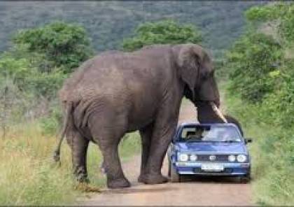 بالفيديو.. فيل يهاجم سيارة زوجين بحديقة ويدحرجها بين رجليه