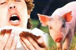 هل تخفي إسرائيل حقيقة انتشار مرض انفلونزا الخنازير؟