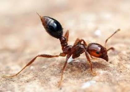 اكتشاف نملة عمرها 99 مليون عام