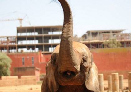 فيديو مؤلم: انثى فيل تقتل طفلة في حديقة الحيوانات بالمغرب