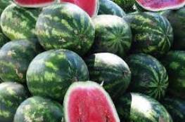 الزراعة بغزة تصدر توضيحا حول ما يتم تداوله بشأن الشمام والبطيخ 