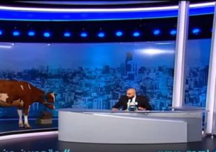 فيديو: مذيع لبناني يسخر من أحلام باستضافة بقرة على الهواء