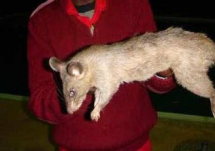 فئران عملاقة تلتهم طفلة حية!