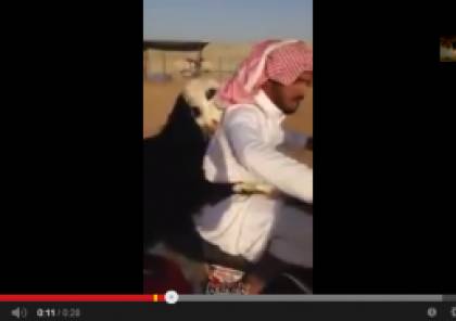فيديو: سعودي يصحب خروفه بجولة على الدراجة قبل ذبحه!!