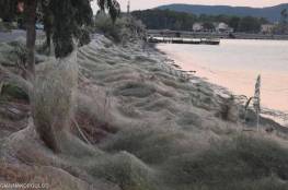 حفل تزاوج لعناكب يحول بحيرة يونانية لقبو مهجور