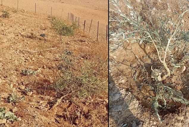 مستوطنون يدمرون أشجار زيتون ويثقبون خزانات مياه جنوب الخليل
