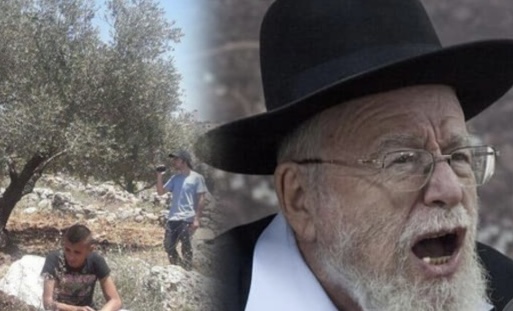 فتوى صادمة.. حاخام صهيوني يشرعن سرقة الزيتون الفلسطيني