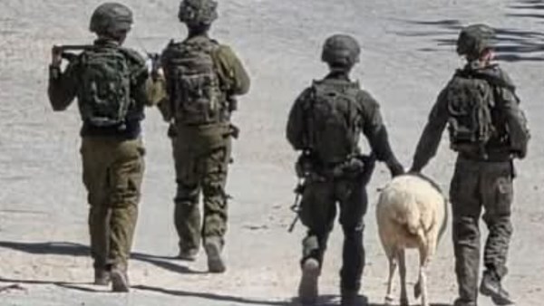 فلسطين المحتلة – لصوص العدوان: جنود وضباط الاحتلال ينهبون جنوب لبنان بعلم القادة..