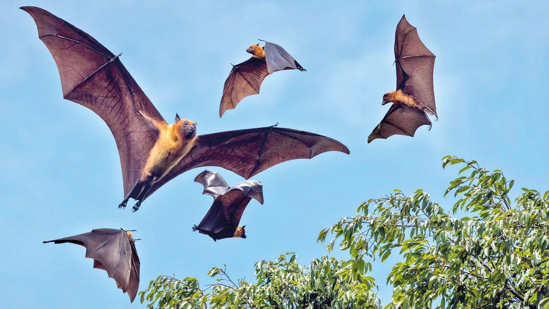 Летучая мышь. Ушан вечерница ночница. Мадагаскарский крылан. Летучая лисица вампир. Две летучие.